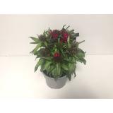 Plantiflor Bartnelke 493303 HELLWEG 1 Stück