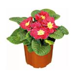 Primel 342285 HELLWEG 1 Stück