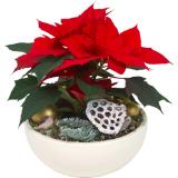 Weihnachtsstern Dekoschale, Preisangabe ohne MwSt. (Preis inkl. MwSt. 22,59 €), METRO 1 Stück