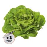 Ich bin Österreich Häuptelsalat Penny 1 Stück