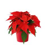 Weihnachtsstern 493690 HELLWEG 1 Stück