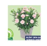 Nelke versch. Farben und Sorten HOFER 1 Stück