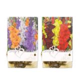 Blumenzwiebeln Lovely Combinations Verschiedene Arten und Farben Lidl 1 Packung