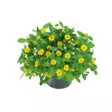 Plantiflor Husarenknöpfchen 312227 HELLWEG 1 Stück