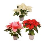 Weihnachtsstern verschiedenen Blütenfarben HOFER 1 Stück