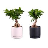 Ficus Ginseng in Keramik Lidl 1 Stück