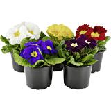 Primel, Preisangabe ohne MwSt. (Preis inkl. MwSt. 1,46 €), METRO 1 Stück