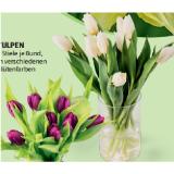 Tulpen verschiedenen Blütenfarben HOFER 9 Stück