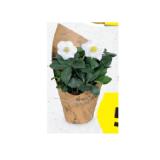 Schneerose in Papiertüte HOFER 1 Stück