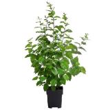 Dehner Hainbuche Dehner 1 Stück