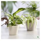Dieffenbachien Mix 17-cm-Topf Bellaflora
