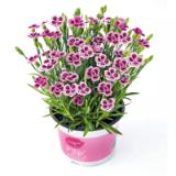 Bild von Plantiflor Prinzess-Nelke 937981 HELLWEG 1 Stück