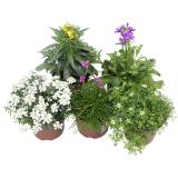 Frühlingsstauden versch. Sorten, Preisangabe ohne MwSt. (Preis inkl. MwSt. 4,96 €), METRO 1 Stück