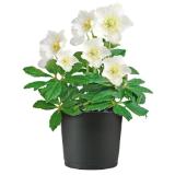 Christrose „Christmas Carol“ 370999 HELLWEG 1 Stück