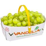 Trauben Palierie od. Italia, Preisangabe ohne MwSt. (Preis inkl. MwSt. 3,84 €), METRO 1 Kilogramm