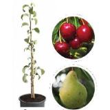 Säulenobst versch. Sorten Dehner 1 Stück