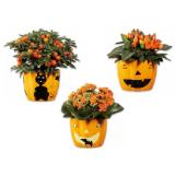 Halloweenkeramik bepflanzt versch. Sorten Lidl 1 Stück