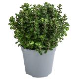 Dehner Gourmet Garten Majoran, einjährig Topf Ø14 cm Dehner 1 Stück