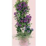 Exklusive Stämmchen und Körbe Muttertag Metalltopf Rosa, Ø 25 cm, Bougainvillea-Stämmchen HOFER 1 Stück