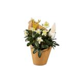 Christrose mit Wichtel im Potcover Lidl 1 Stück