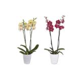 Orchidee 2-Trieber im Keramiktopf versch. Topf- und Blütenfarben Lidl 1 Stück