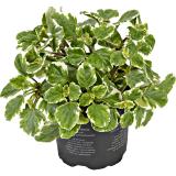 Plectranthus Weihrauch, Preisangabe ohne MwSt. (Preis inkl. MwSt. 2,25 €), METRO 1 Stück