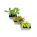 Plantiflor Gemüsejungpflanzen versch. Sorten 702555 HELLWEG 6 Stück