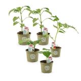 Zurück zum Ursprung Bio-Fruchtgemüsepflanze versch. Sorten HOFER 1 Stück