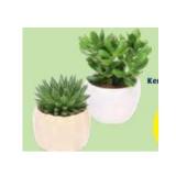 Grünpflanze Sukkulenten Mix in Keramik, ø-Topf: 13 bzw. 15 cm, Höhe ca. 14 - 30 cm HOFER 1 Stück