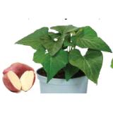 Süßkartoffel, Topf Ø12 cm Dehner 1 Stück