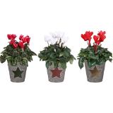 Cyclamen im 12cm Dekotopf, Preisangabe ohne MwSt. (Preis inkl. MwSt. 3,38 €), METRO 1 Stück