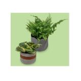 Trendy Grünpflanzen Grünpflanze in Trendkeramik oder Betontopf, Ø-Gefäß: ca. 13 cm HOFER 1 Stück