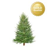 Promotion Bild von Plantiflor Nordmanntanne „Gold-Qualität“, 120-150 cm 566449 HELLWEG 1 Stück