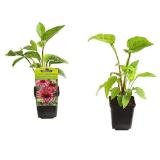 Dehner Bio Bio Sonnenhut, Topf Ø9 cm Dehner 1 Stück