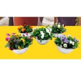 Frühlingsschale verschiedene Bepflanzungen 43227480 BayWa 1 Stück