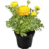 Ranunkel, Preisangabe ohne MwSt. (Preis inkl. MwSt. 3,94 €), METRO 1 Stück