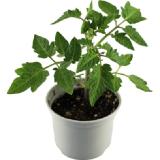 grow by OBI Tomate Harzfeuer Topf-Ø ca. 10,5 cm "Solanum lycopersicum" OBI 1 Stück