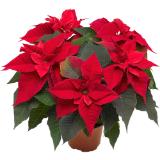 Weihnachtsstern mit oder ohne Glitter, Preisangabe ohne MwSt. (Preis inkl. MwSt. 4,85 €), METRO 1 Stück