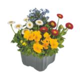 Bild von Frühlingsmix verschiedene Pflanzen 9349560 BayWa 1 Stück