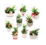 Bepflanztes Valentins-Arrangement versch. Blüh- und Grünpflanzen HOFER 1 Stück