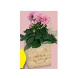 Bepflanze Arrangements und Premium-Ampeln Holzwürfel HOFER 1 Stück