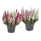 Calluna vulgaris zweifärbig Verschiedene Farbkombinationen Lidl 1 Stück