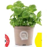 Zurück zum Ursprung Bio-Basilikum HOFER 1 Stück