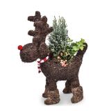 Bepflanztes Rentier div. Ausführungen HOFER 1 Stück