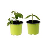 Bio-Tomaten Rarität versch. Sorten Lidl 1 Stück