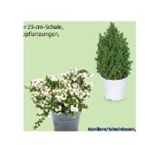 HERBSTSORTIMENT Konifere/Scheinbeere, im 14-cm-Topf HOFER 1 Stück