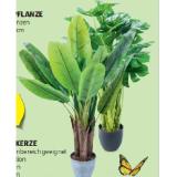 Home Creation Künstliche Pflanze versch. Sorten HOFER 1 Stück