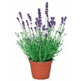 Bild von Plantiflor Lavendel 479614 HELLWEG 1 Stück