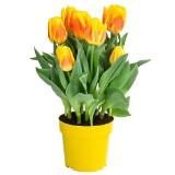 Dehner Tulpe 'Ice Lolly' Dehner 1 Stück