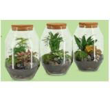 Trendy Grünpflanzen Intenz Hydro & Flaschengarten, Ø-Glas 12- bzw. 17 cm, Höhe ca. 25 cm HOFER 1 Stück